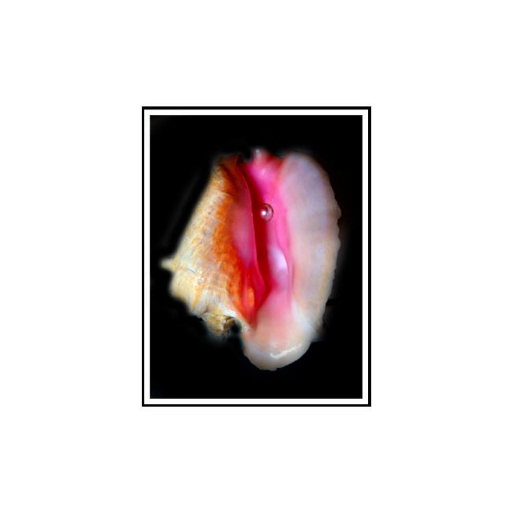 Conch Shell With A Huge Pearl Inside - Picture 2 of 2